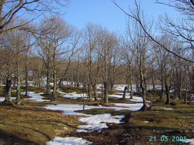 Il bosco nei pressi di Arcidosso alla fine dell'inverno